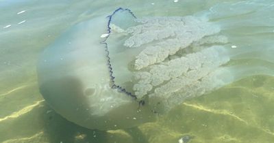 Huge Barrel jellyfish filmed swimming in shallow waters off Gower beach