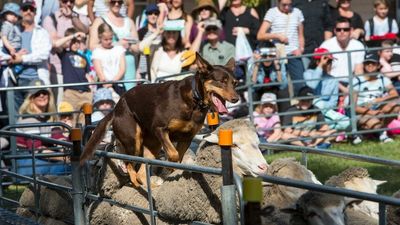 Perth Royal Show ramps up biosecurity measures against foot-and-mouth disease outbreak