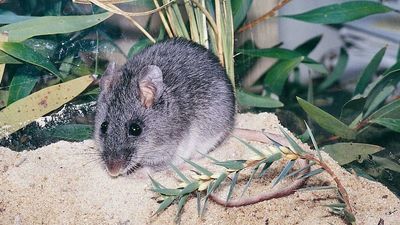 Critically endangered smoky mice released into wild in South East NSW