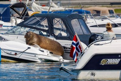 Photographer who befriended Freya the walrus condemns Norway for her ‘murder’