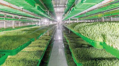 Saudi Agriculture Sector Grows 7.8%