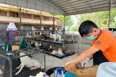 1m strays to be neutered in 2 yrs