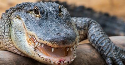 Woman killed and then 'held hostage' by 9ft alligator after slipping in pond