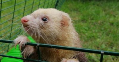 SSPCA appeals for essential items for ferrets at Lanarkshire centre