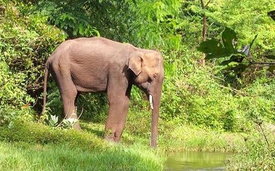 T.N. Forest Department making efforts to treat ailing elephant on Kerala border