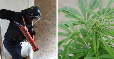 Cannabis farm worth £800,000 discovered in East Ayrshire village