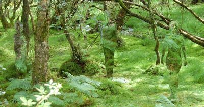 The forest walk in Aberfoyle where you'll find some truly magical mirror figures