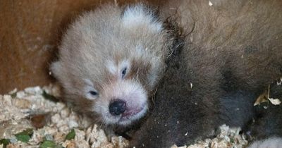 'Miracle' endangered red panda cub is born a month after father dies