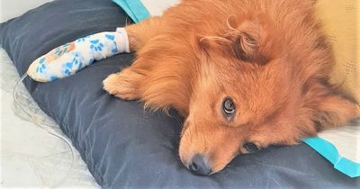 Deadly dog Parvovirus is back in Northern Ireland