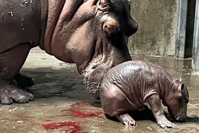 Cincinnati Zoo names new baby hippo Fritz, brother to Fiona