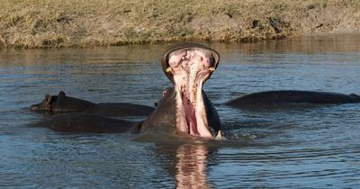 Brits watch in horror as two fishermen attacked on boat by savage hippo