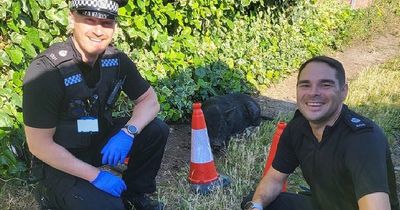 Police apprehend PIG caught acting like a swine through gardens