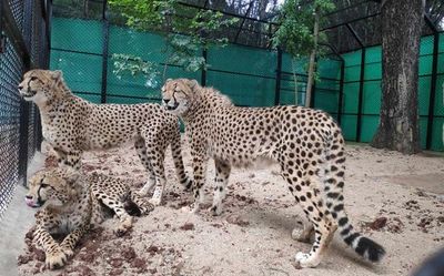 Leopards, signatures stall African cheetahs’ India journey