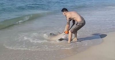 Incredible video shows moment man wrestles shark on a beach with his bare hands