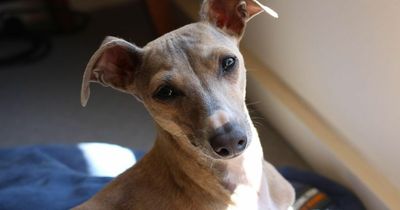 Dog catches monkeypox from its owners in first report of human-to-pet transmission