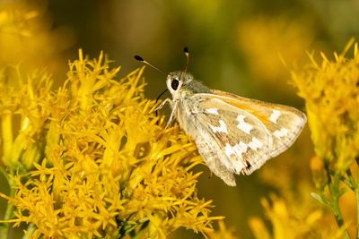 Protection sought for rare butterflies at Nevada site