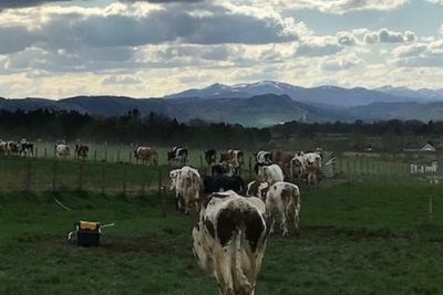 'We're sleepwalking into disaster': A dairy farmer's experience of the energy crisis