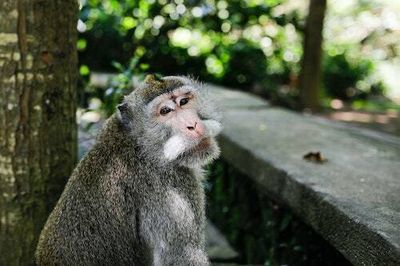 Monkeys in Bali found a way to make sex toys