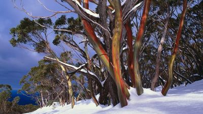 Drought, bushfires and beetles: The climate-related trifecta threatening Australia's iconic snow gums