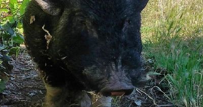 Hungry pig 'munches its way' through neighbour's garden leaving police stunned