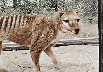 Morning Mail: ‘de-extinction’ plan for Tasmanian tiger, calls for Morrison investigation, Ukraine attack plan revealed