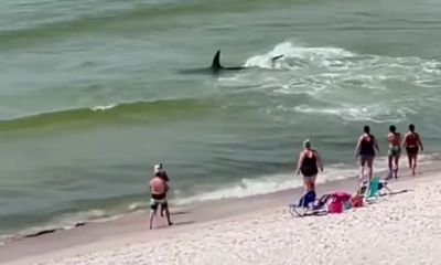 Stunning video shows huge hammerhead shark racing to catch stingrays