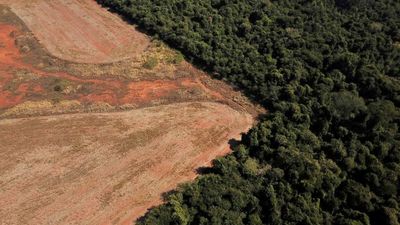 Brazil’s other deforestation: has the savannah farming boom gone too far?