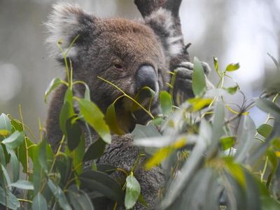 NSW plan to conserve western Sydney koalas
