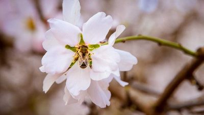 Varroa mite controls impacts almond industry as loss of bees for pollination reduces crop value by $200 million