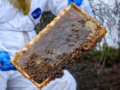 Restrictions ease for some NSW beekeepers