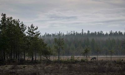 Tree loss due to fire is worst in far northern latitudes, data shows