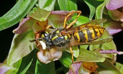 Country diary: A heady mix of sex and drugs for this wasp