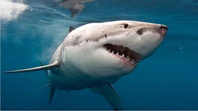 Albany shark attack prompts authority's call to report sightings