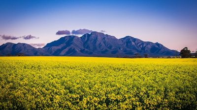 Albany photographer Nev Clarke captures the canola landscapes of the Great Southern