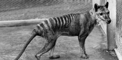 Should we bring back the thylacine? We asked 5 experts