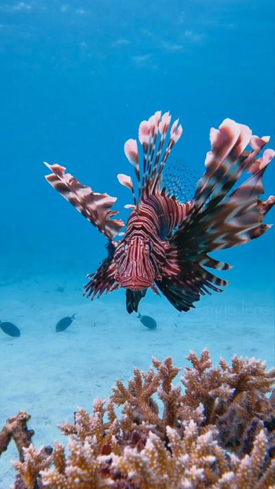 Fearless Diver Gets Up Close And Personal With Venomous Lionfish