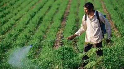 Research: New way to grow cereal crops with less fertilizers