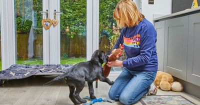 Guide Dogs is searching for puppy raisers - and you won't be left out of pocket