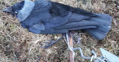 SSPCA appeal for information after injured bird caught in illegal springer trap in Lanarkshire village had to be put to sleep