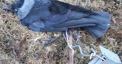 Jackdaw dies from 'horrendous' injuries after being caught in illegal springer trap in Airdrie