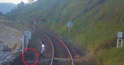 Train narrowly misses dog walker and two pets near Welsh village