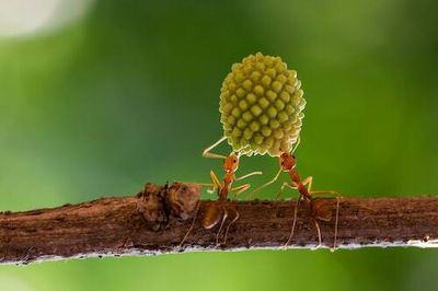 One surprising insect could help solve farming’s pest problem