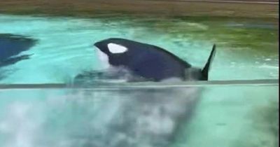 World's loneliest killer whale thrashes around in tiny tank after outliving kids