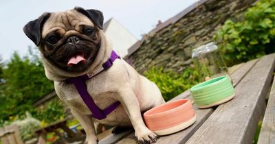 Co Down community cafe LOAF on mission to find NI's top dog
