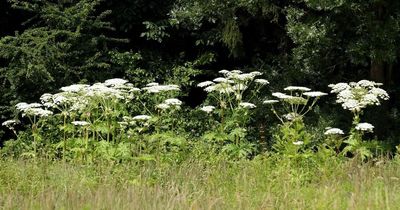 Glasgow giant hogweed warning after 'toxic' plant spotted close to popular walking route