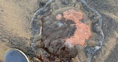 'Don't touch' warning to seaside visitors after huge jellyfish found on beach