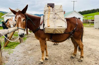 Keeping it wild: how mules help preserve the last untamed places in the US