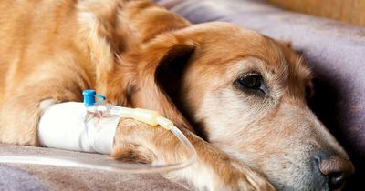 Brucella canis explained as woman is first in UK to get rare animal-borne disease