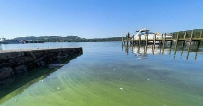 Warning to anyone visiting Lake District as Windermere turns green