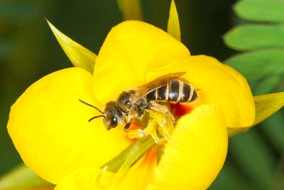 British Beekeeping Research Fund Looking For Research Projects To Support
